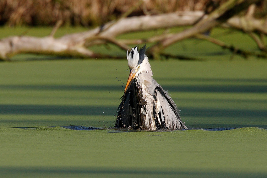 Il bagno dell''airone